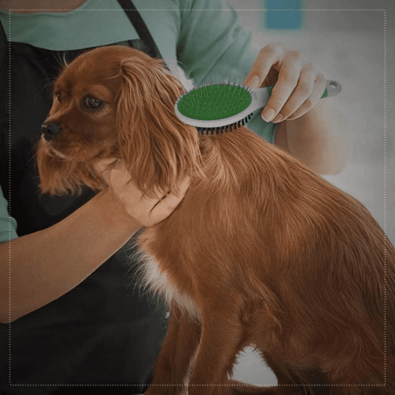 Wahl Double Sided Brush For Dogs (Large) - Dog Suitable